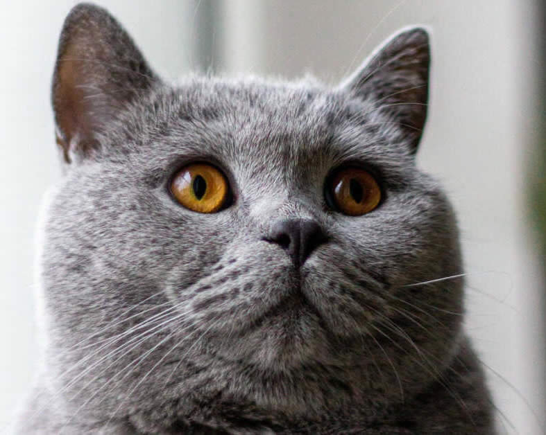 editorial style grey cat image used for the XO CAT XO Blog slider representing calm  reflective feline storytelling