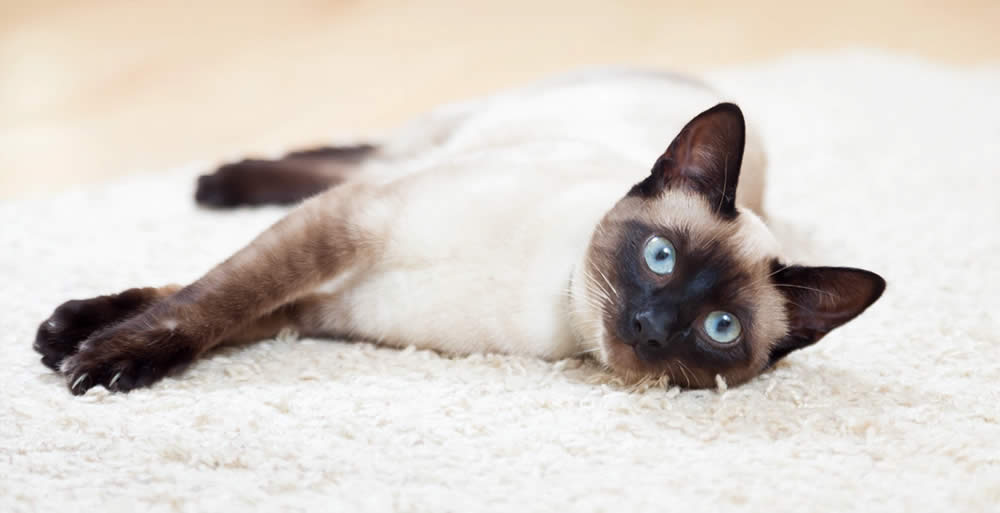 Editorial-style cat image featured in the XO CAT XO Cat Lounge slider, representing a calm and stylish feline lifestyle concept