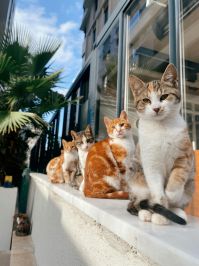 xocatxo cats slender figures blog